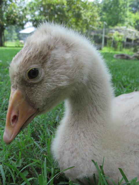 *
Lucky, American buff goose