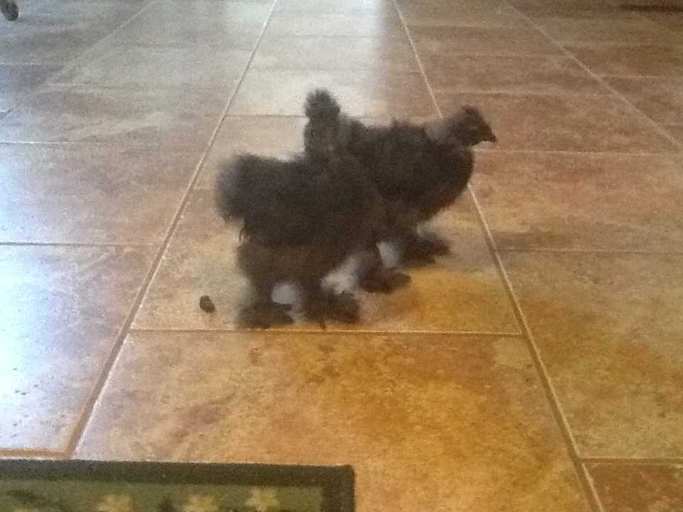 Lucky and Priscilla  2 months old
Priscilla passed on 8/31/12 and Lucky lost some feathers from a dog attack
Priscilla was black and Lucky is blue