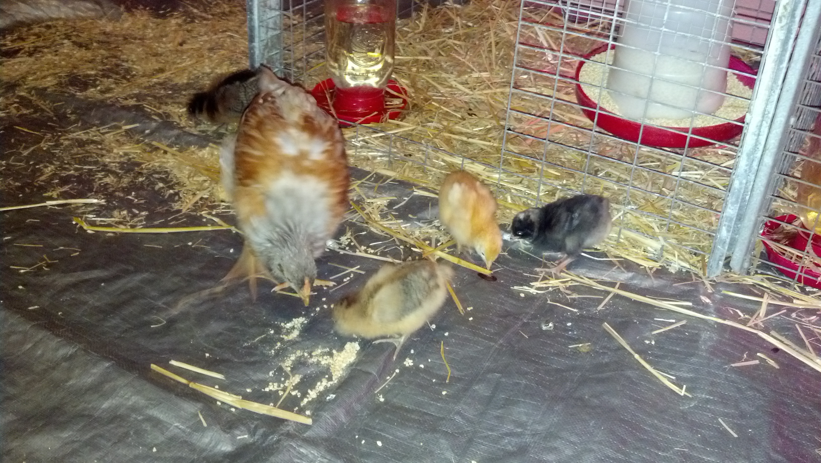 Lucky and The new girls