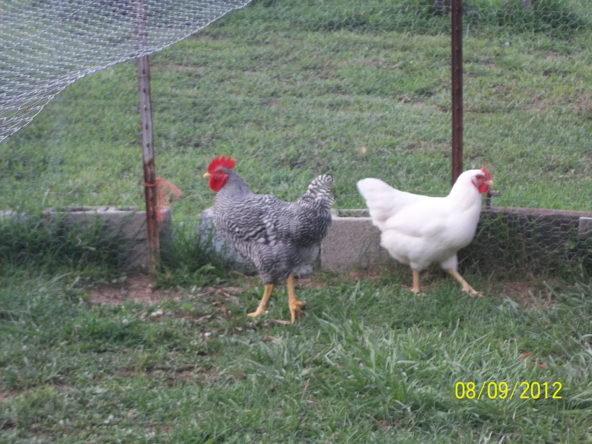 Lucky Clucky, my Barred Rock rooster and one of my White Rock hens