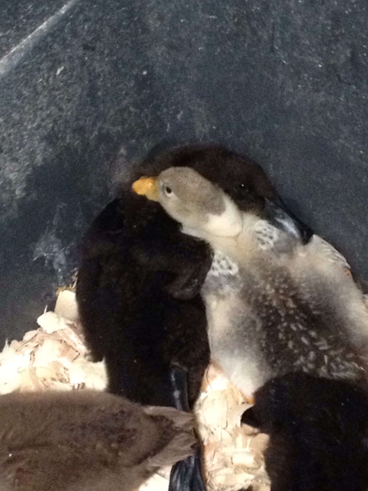 Lucky duck and daffy snuggling