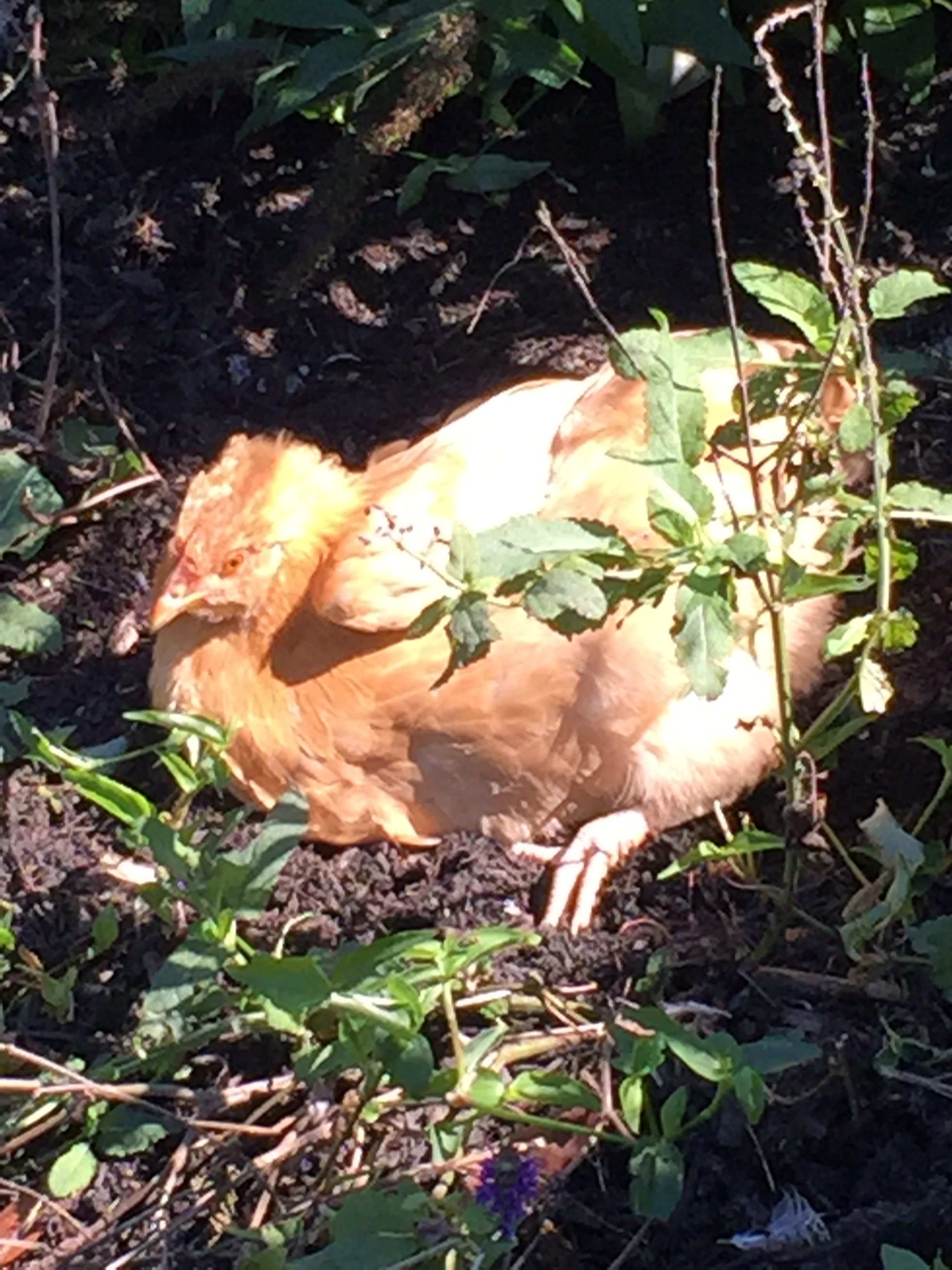 Lucky in the sun again.