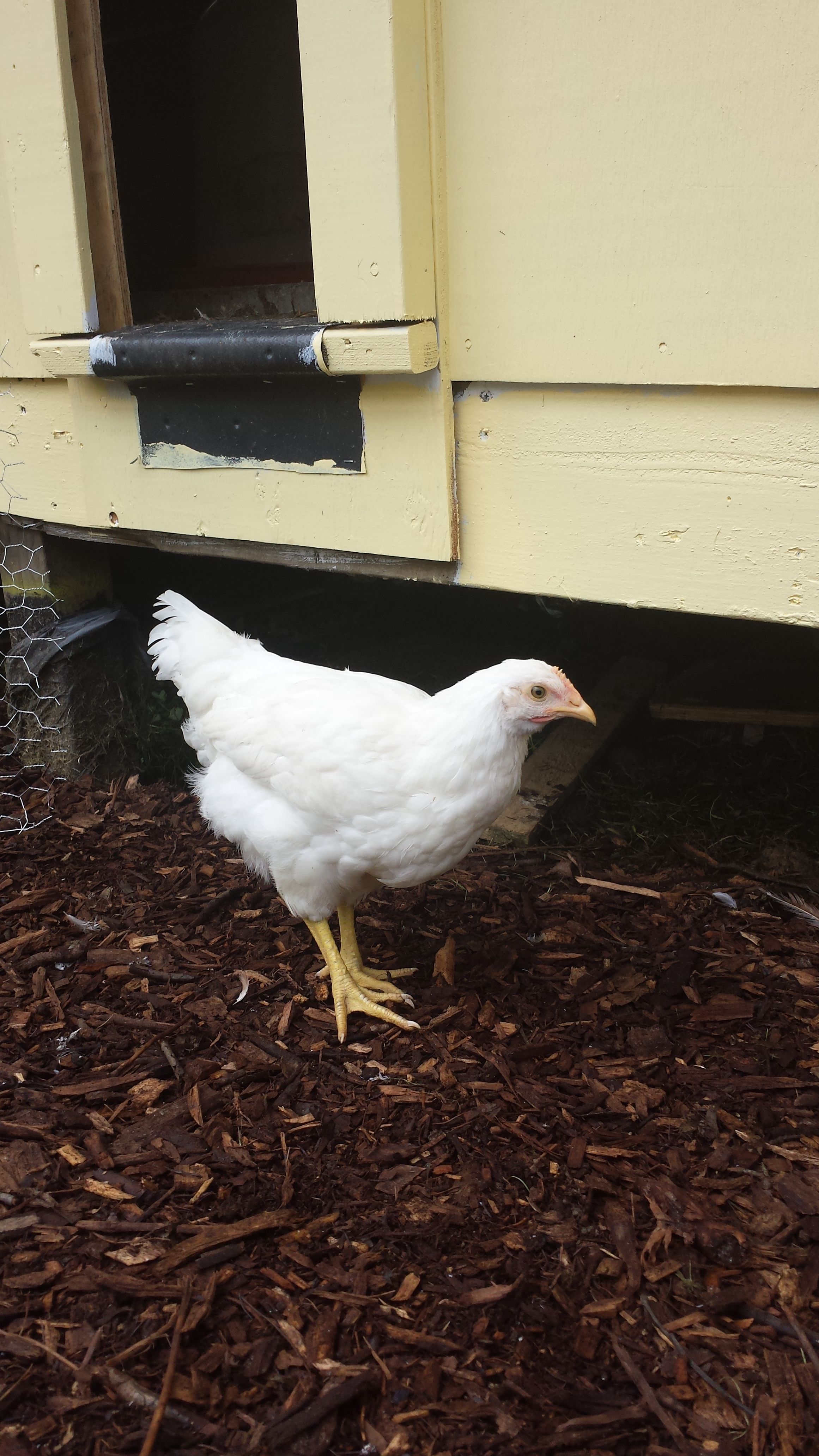 Lucky Lucy (hen)
