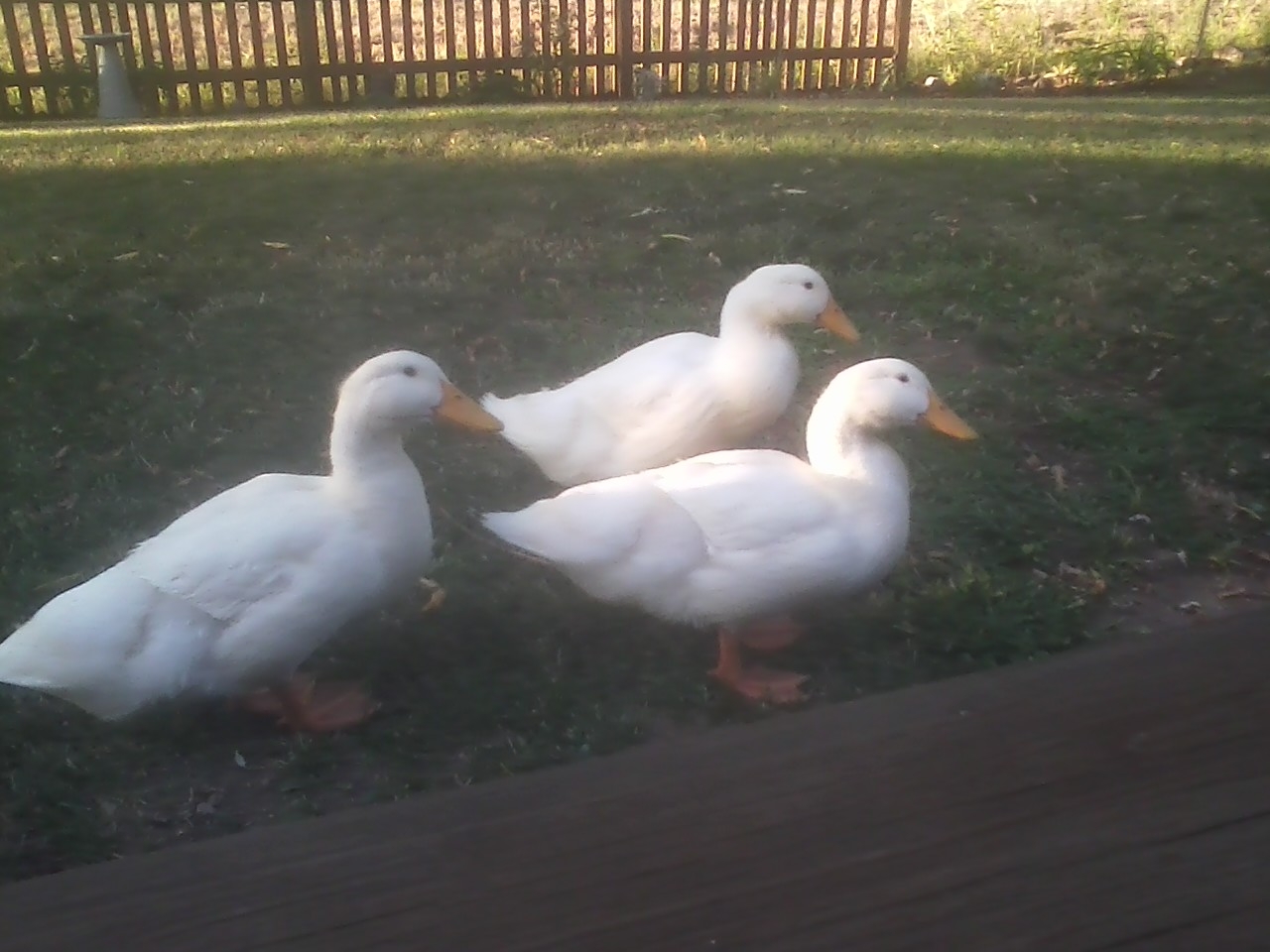 Lucky, Quackers & Duddles