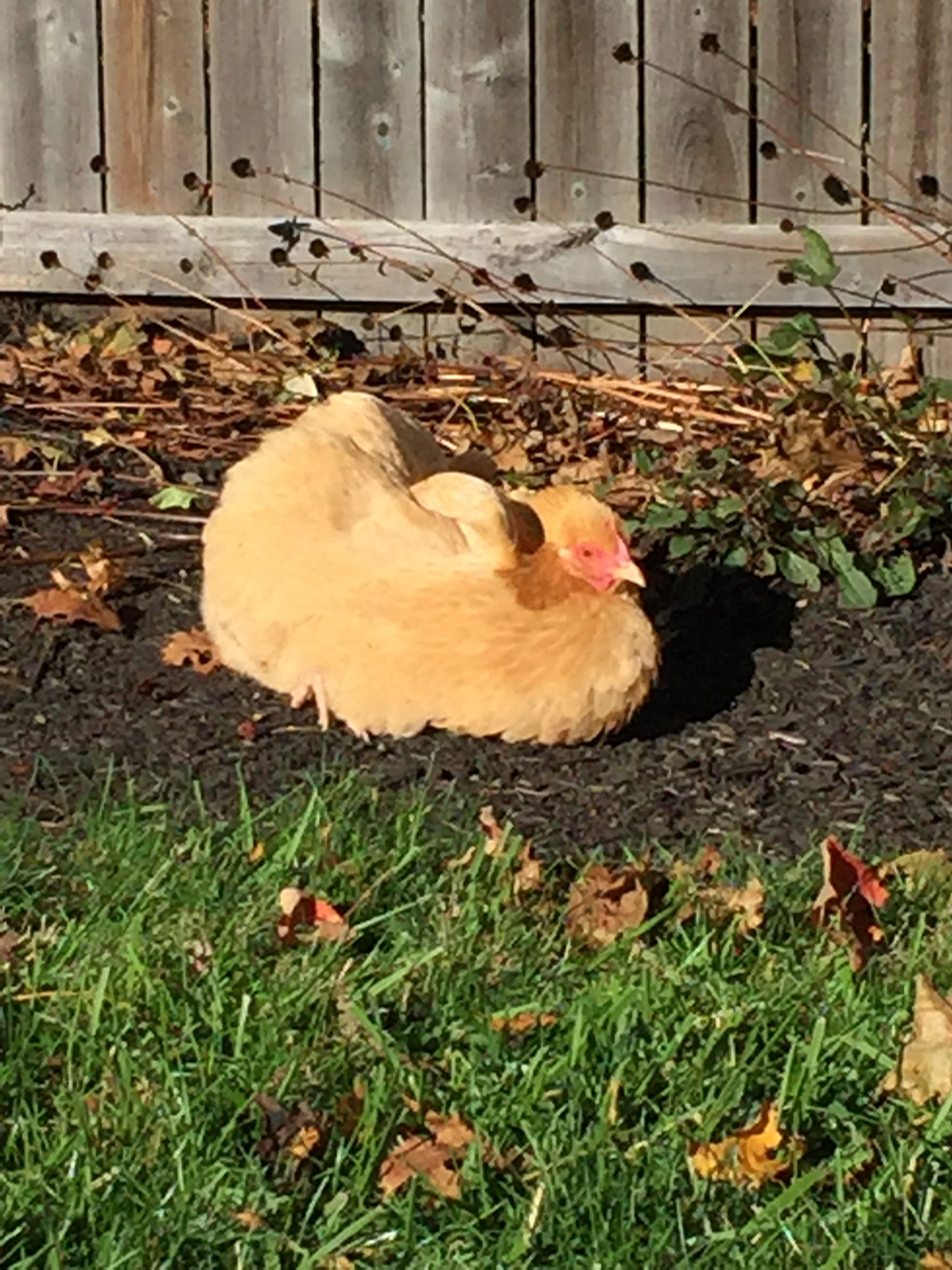 Lucky sunbathing.