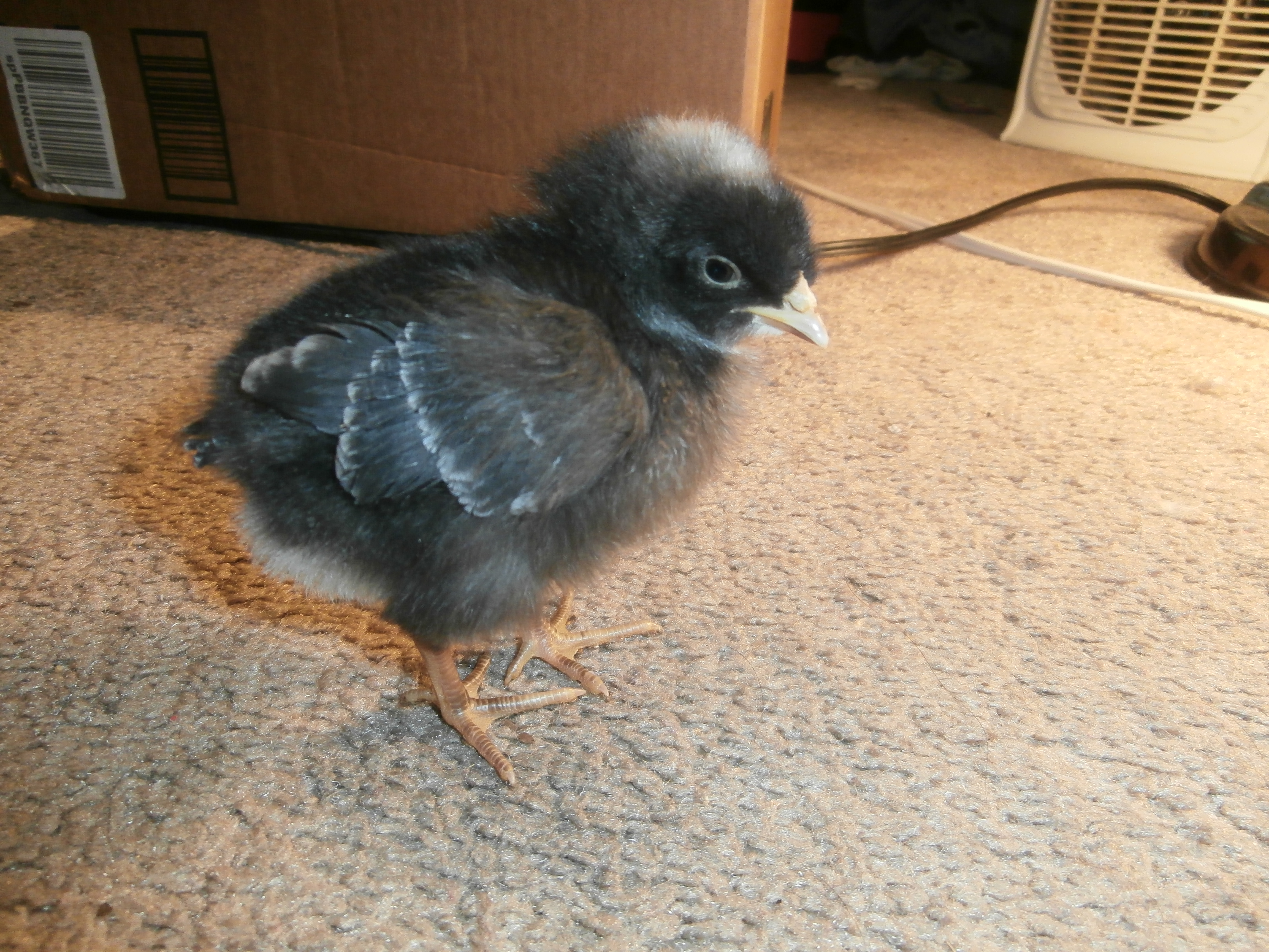 Lucy, 7-10 days old.