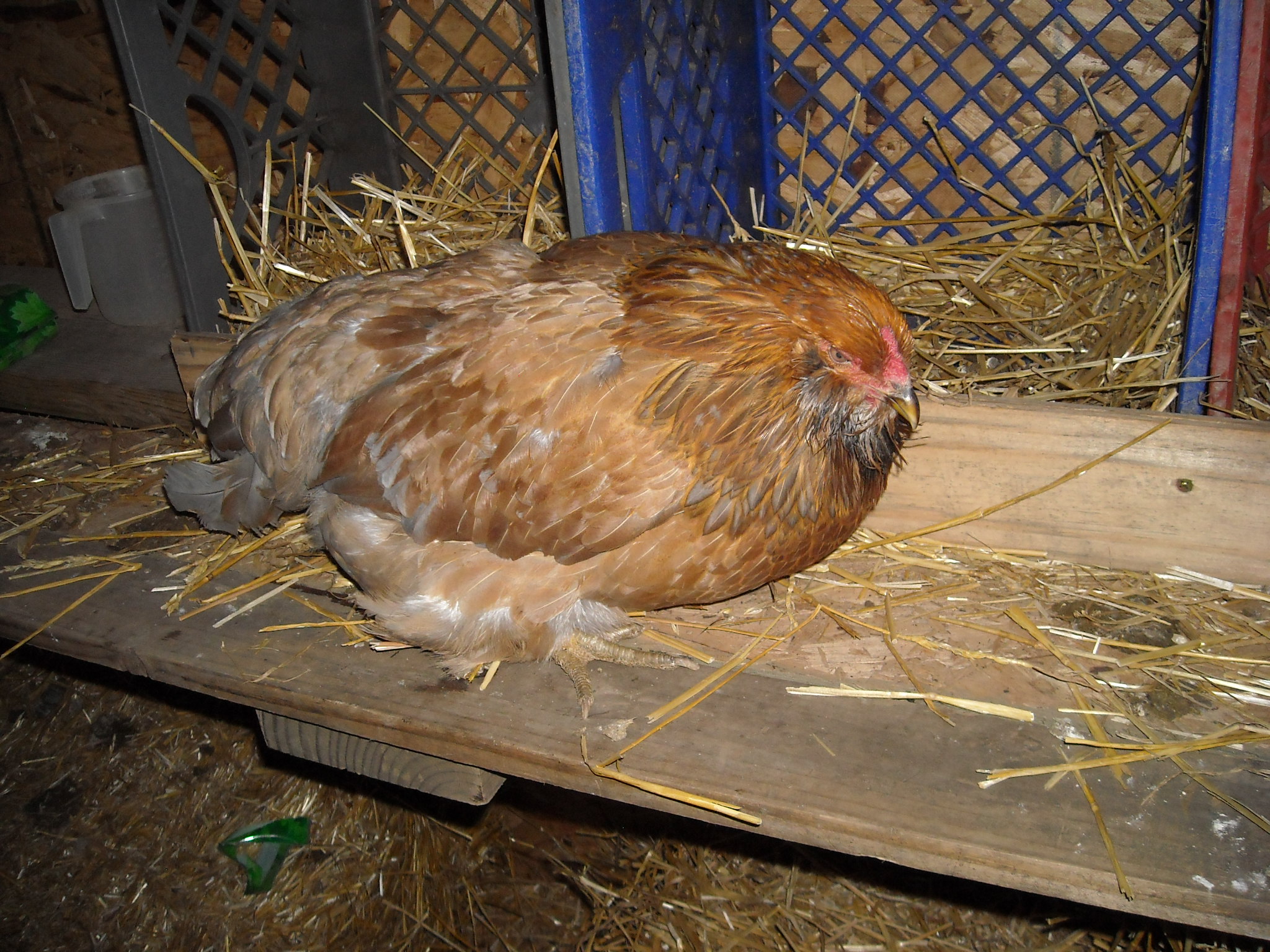 Lucy-Ameracana
Purchased at auction 1/26/13
She came with Lacey, but was very "shy" and withdrawn.  Super cuddly and sweet-tempered.  Turns out, she's blind.  She has her own place in the coop where everything is always in the same place.