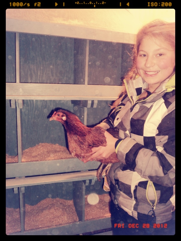 Lucy an Americana hen