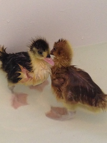 Lucy and Bonnie's first swim