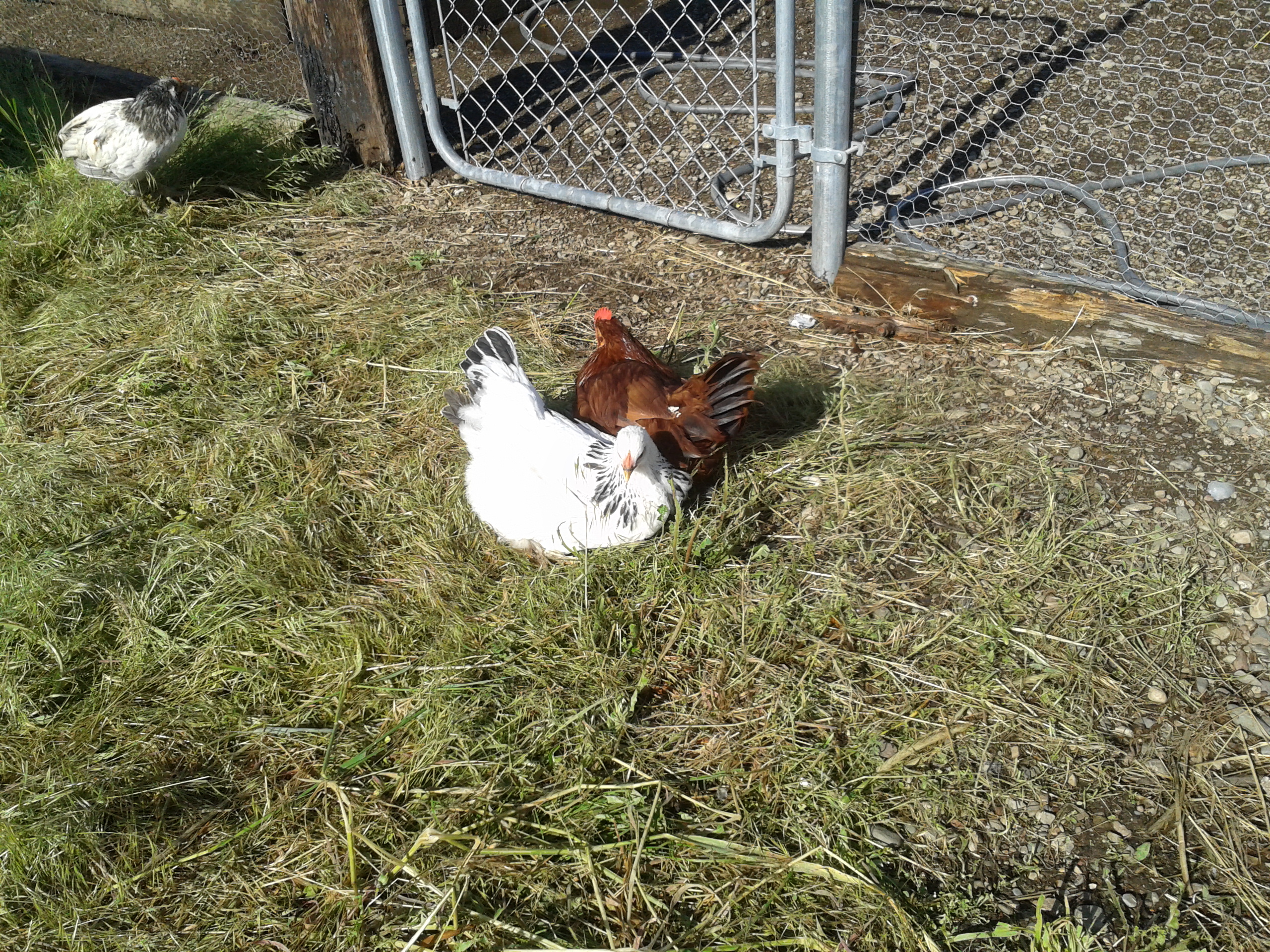 Lucy and Houdini, the two from a friend that started it all