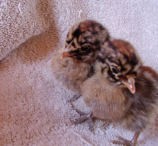 Lucy and Lizzie (Right)