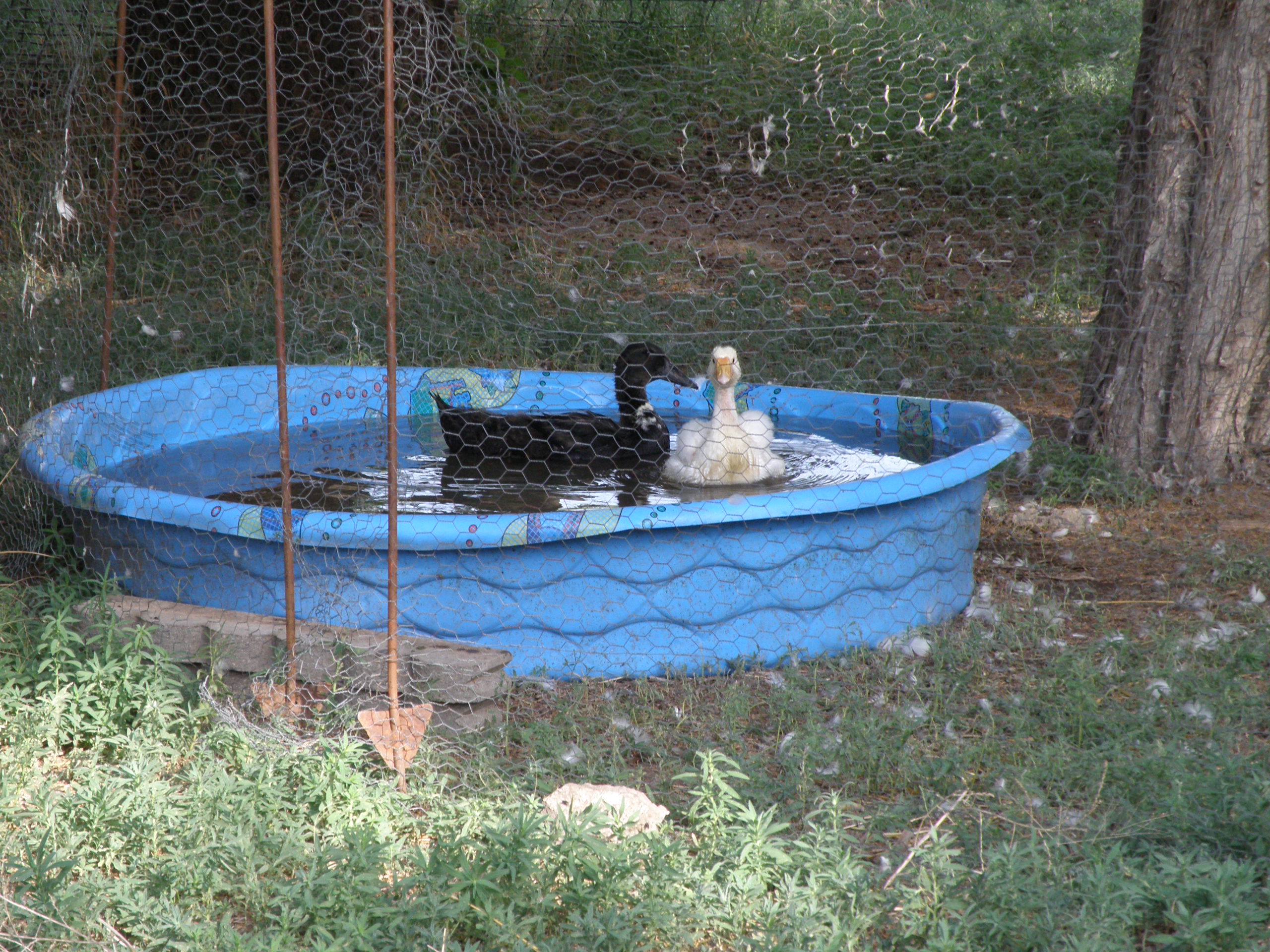 Lucy and Lucky in the pool.  They got in there all by themselves!  This is Lucy's first time getting in the pool by herself!