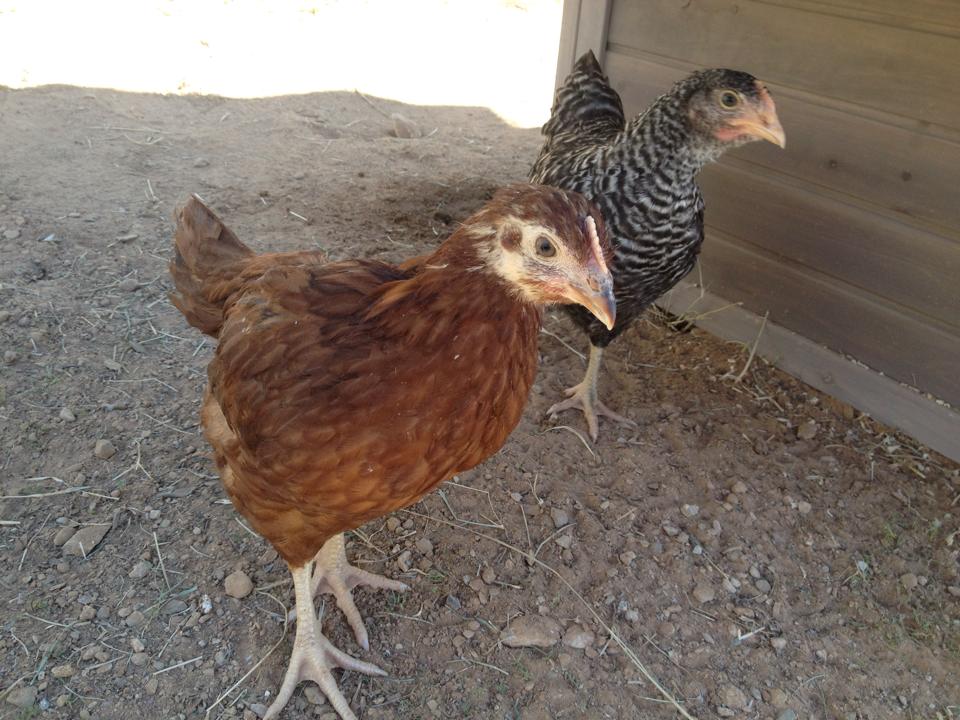 Lucy and Nellie when they were small