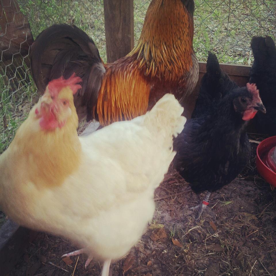 Lucy and Shirley looking at camera!