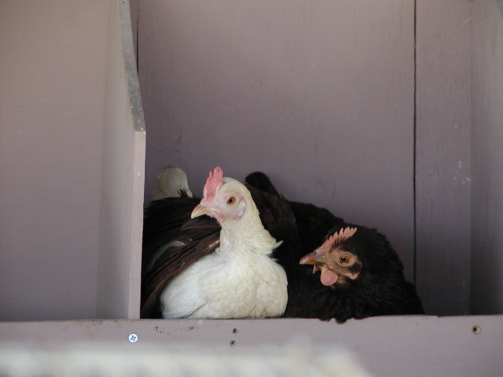 "Lucy", bantam buckeye, and "Turkey", a white OEGB, sharing a nest box