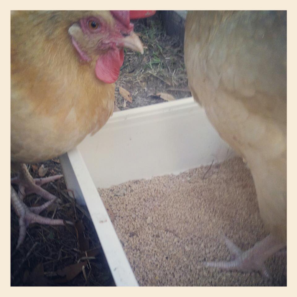 Lucy- Buff Orpington