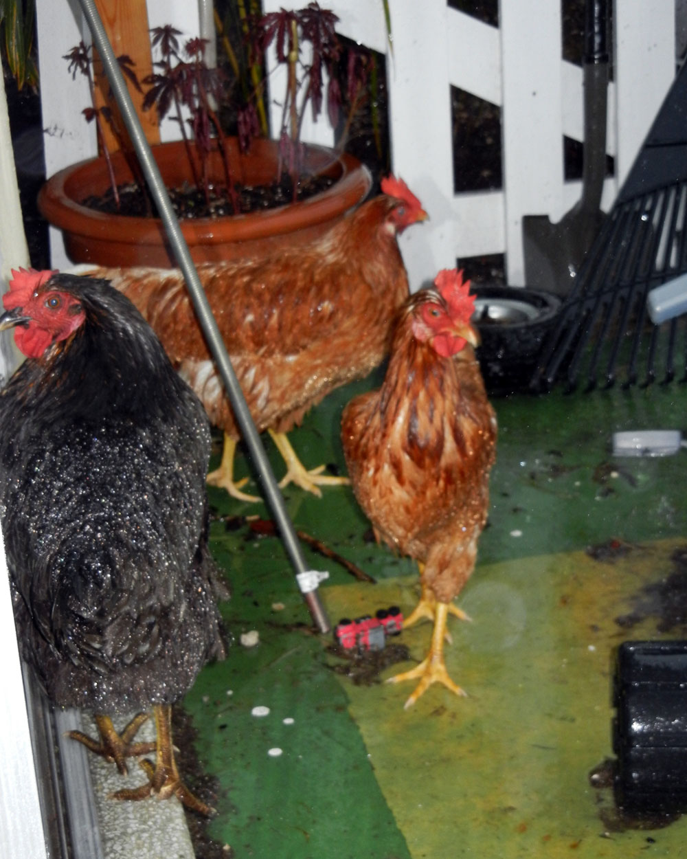 Lucy, Cheep, and Sunshine. They look so skinny when soakin wet!