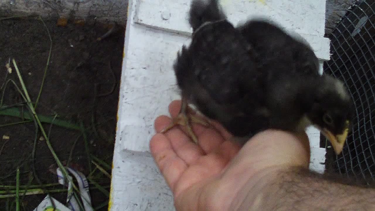 Lucy climbing onto my hand, then to my shoulder.
@ 3 and a half weeks