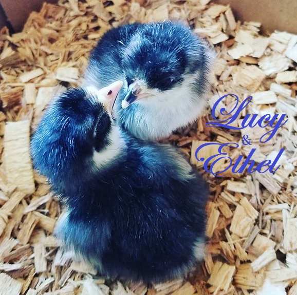 Lucy & Ethel