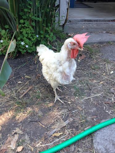 Lucy, finally starting to get in some feathers after all that stress. She's a happy girl now.