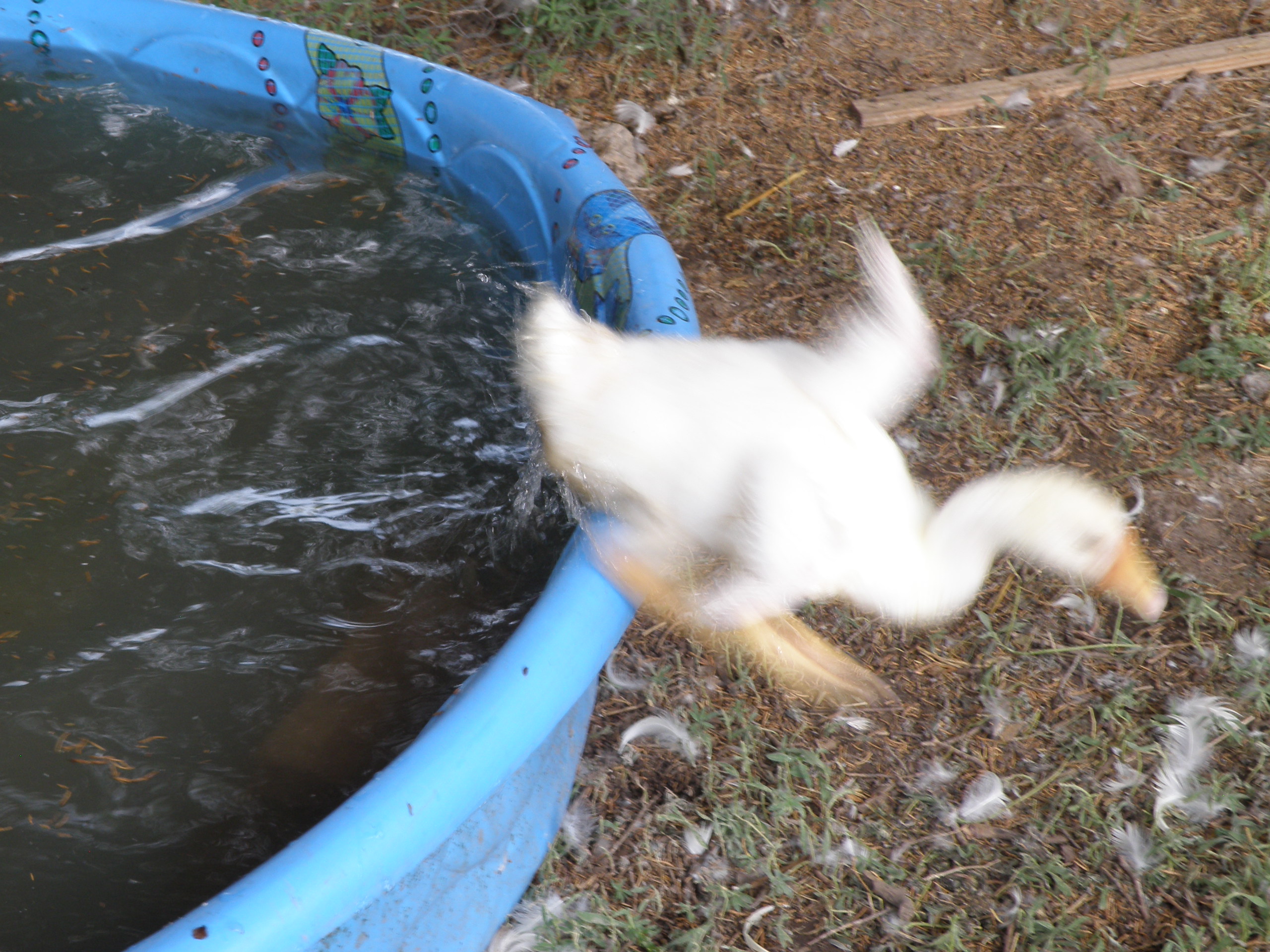 Lucy getting OUT of the pool by herself!