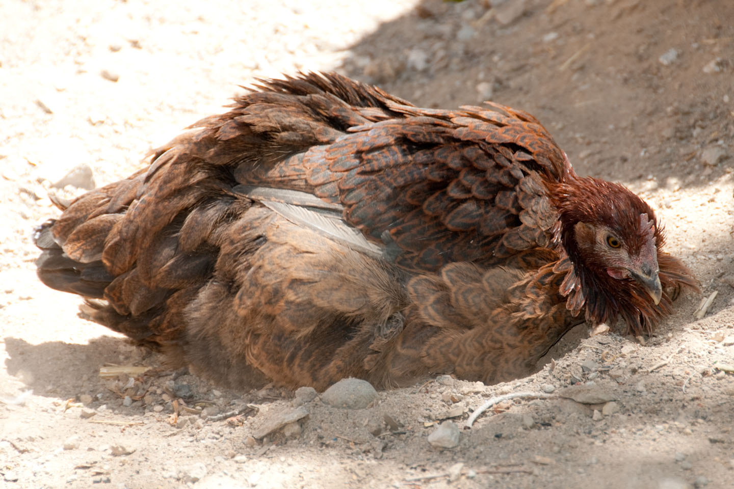 Lucy in the middle of her dust bath