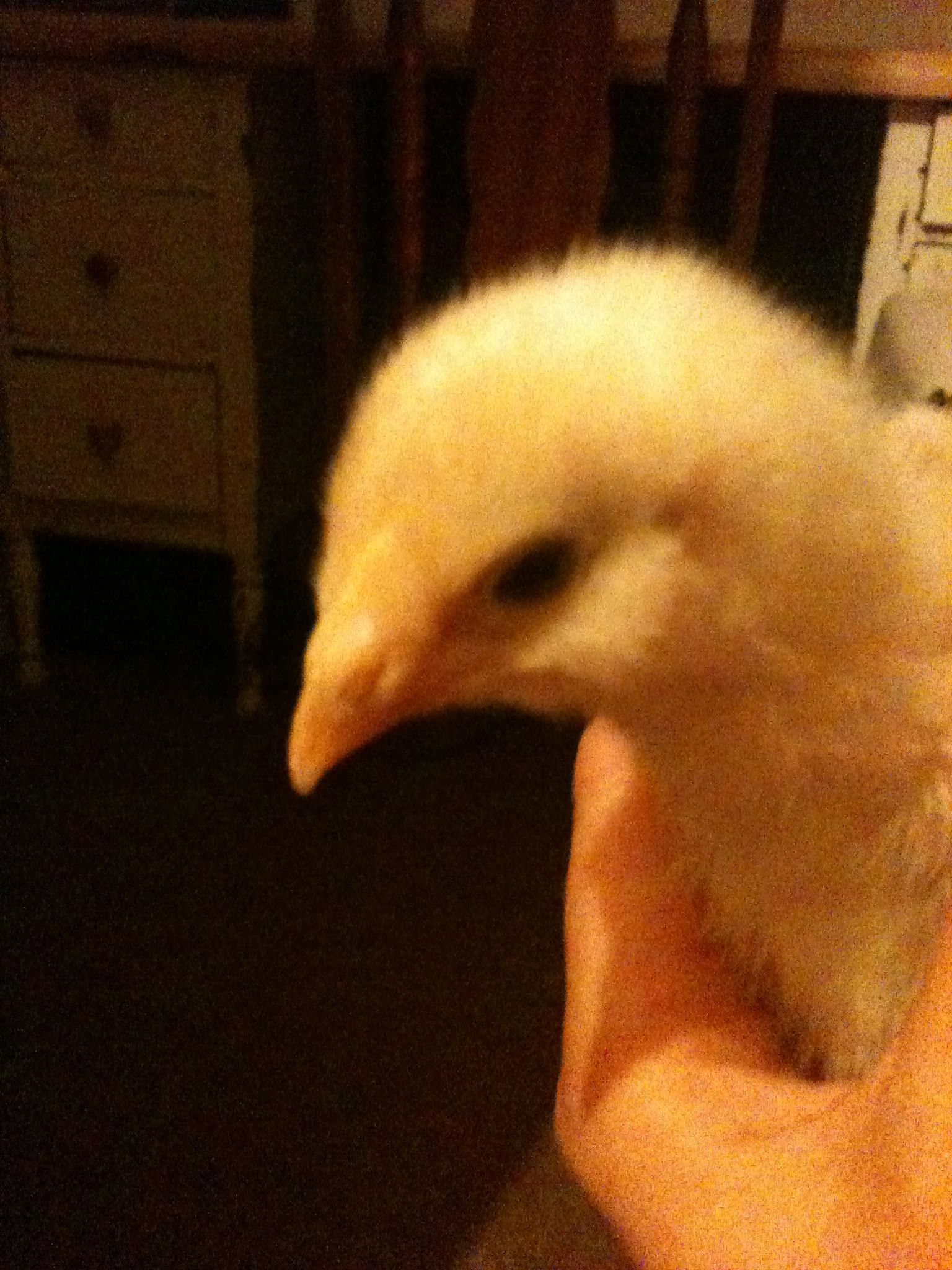 Lucy is an I don't know what. ;) The shop was only selling Araucanas and Barred Rocks, so maybe she's a packing peanut?