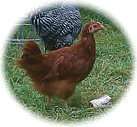 Lucy - my New Hampshire Red 19wks.  She sneaks into my kitchen by way of the doggie door in search of a hot dog, her favorite treat and possibly to take a break from the Texas heat!  Unfortunately for me, a few of the other chickens have caught on to what's behind door number 1!