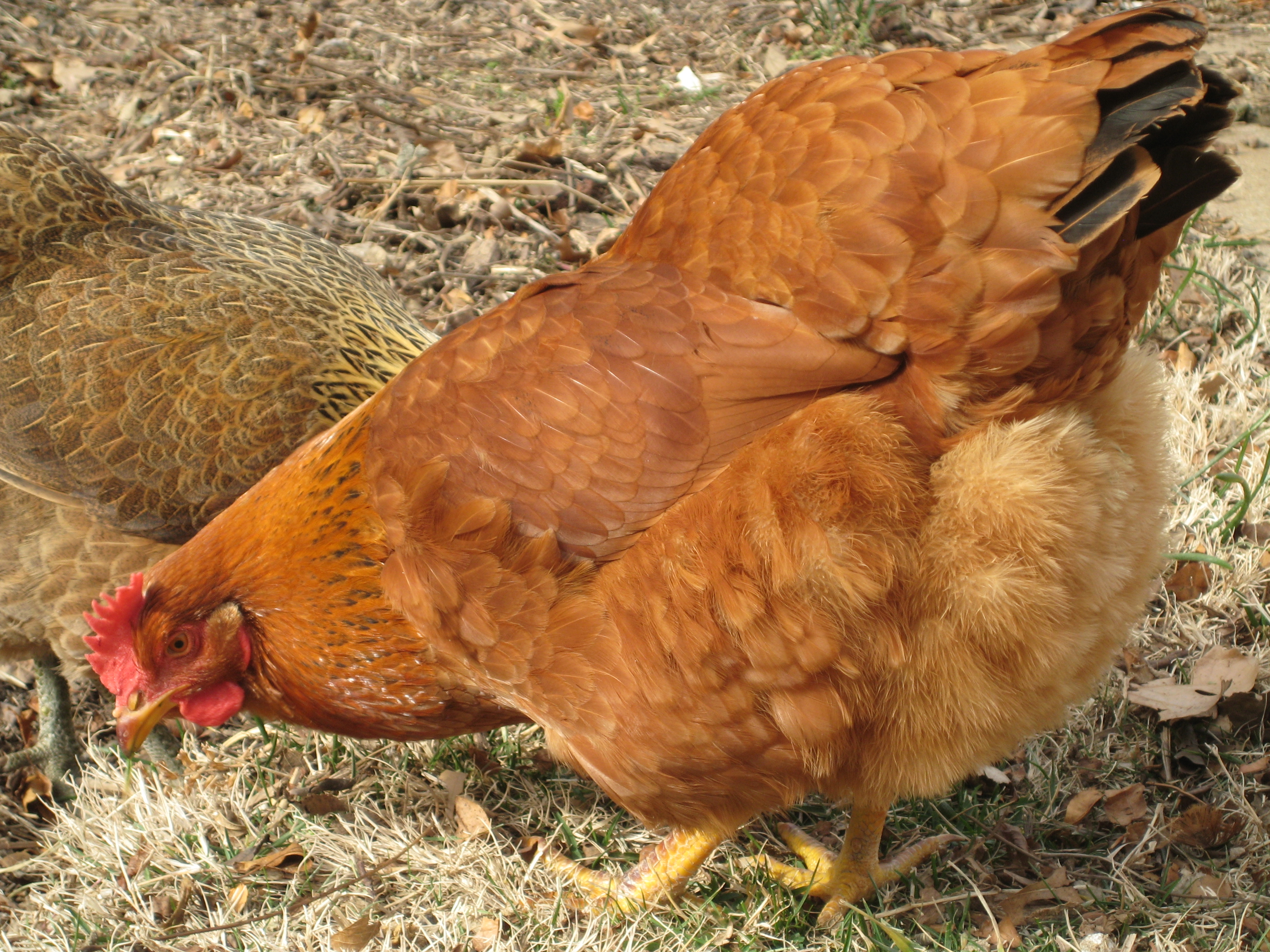 Lucy, NHR, lays large pink-blushed light brown eggs