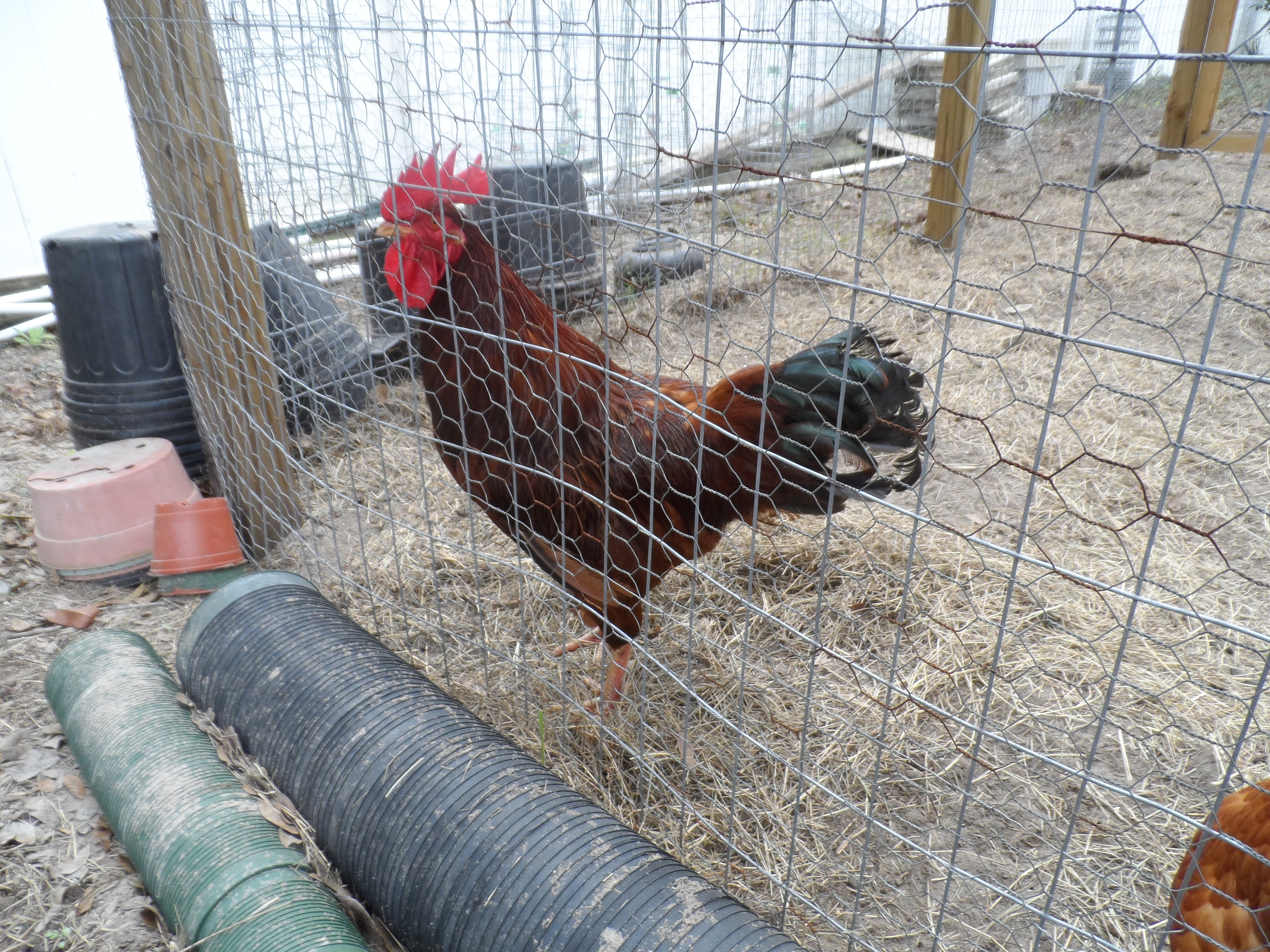 Lucy, One of our hens, she is a Rhode Island Red,she thinks shes a rooster, i know it sounds weird but its true.