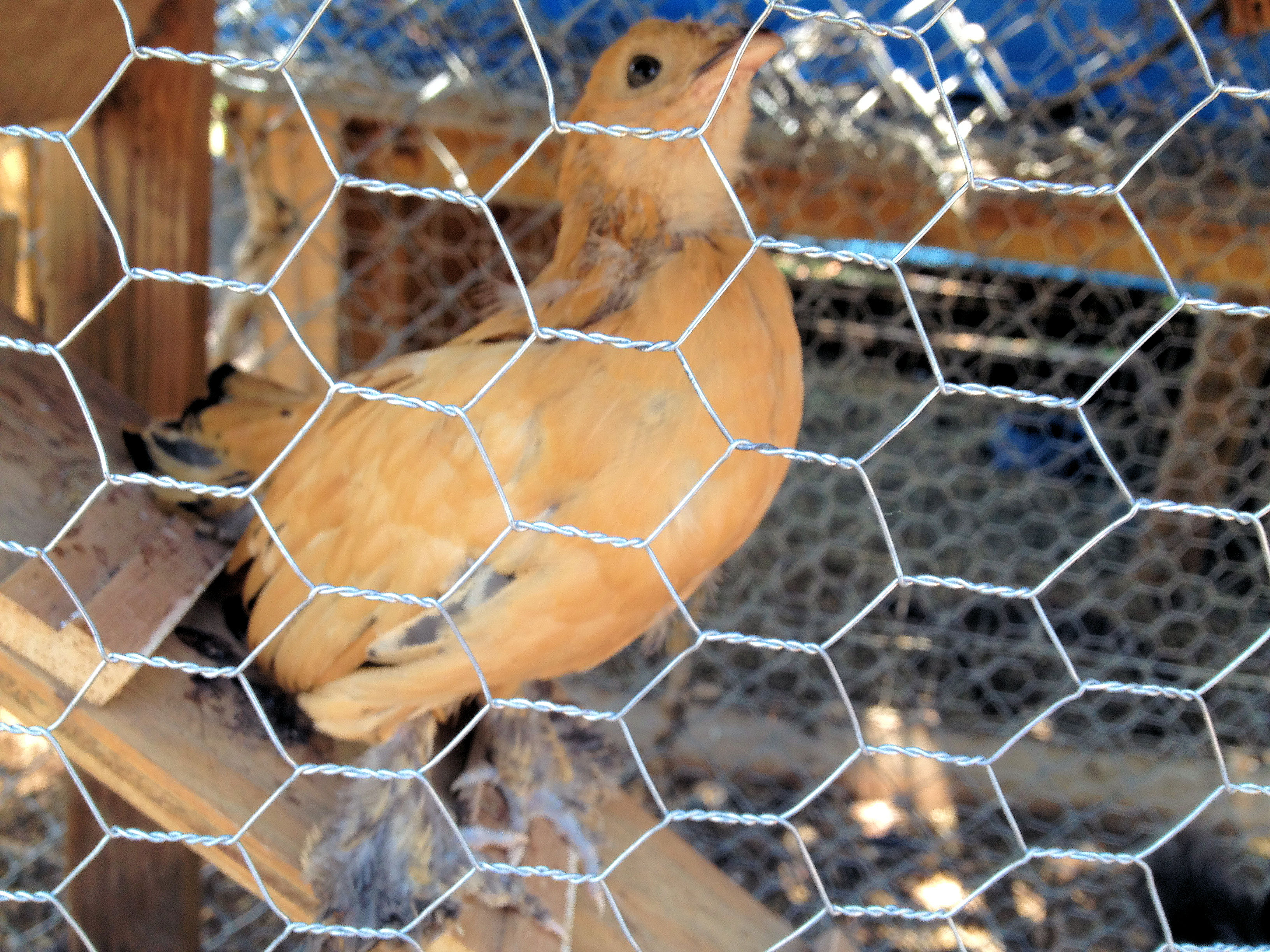 Lucy our Belgian Mille Fleur d'Uccle Bantam