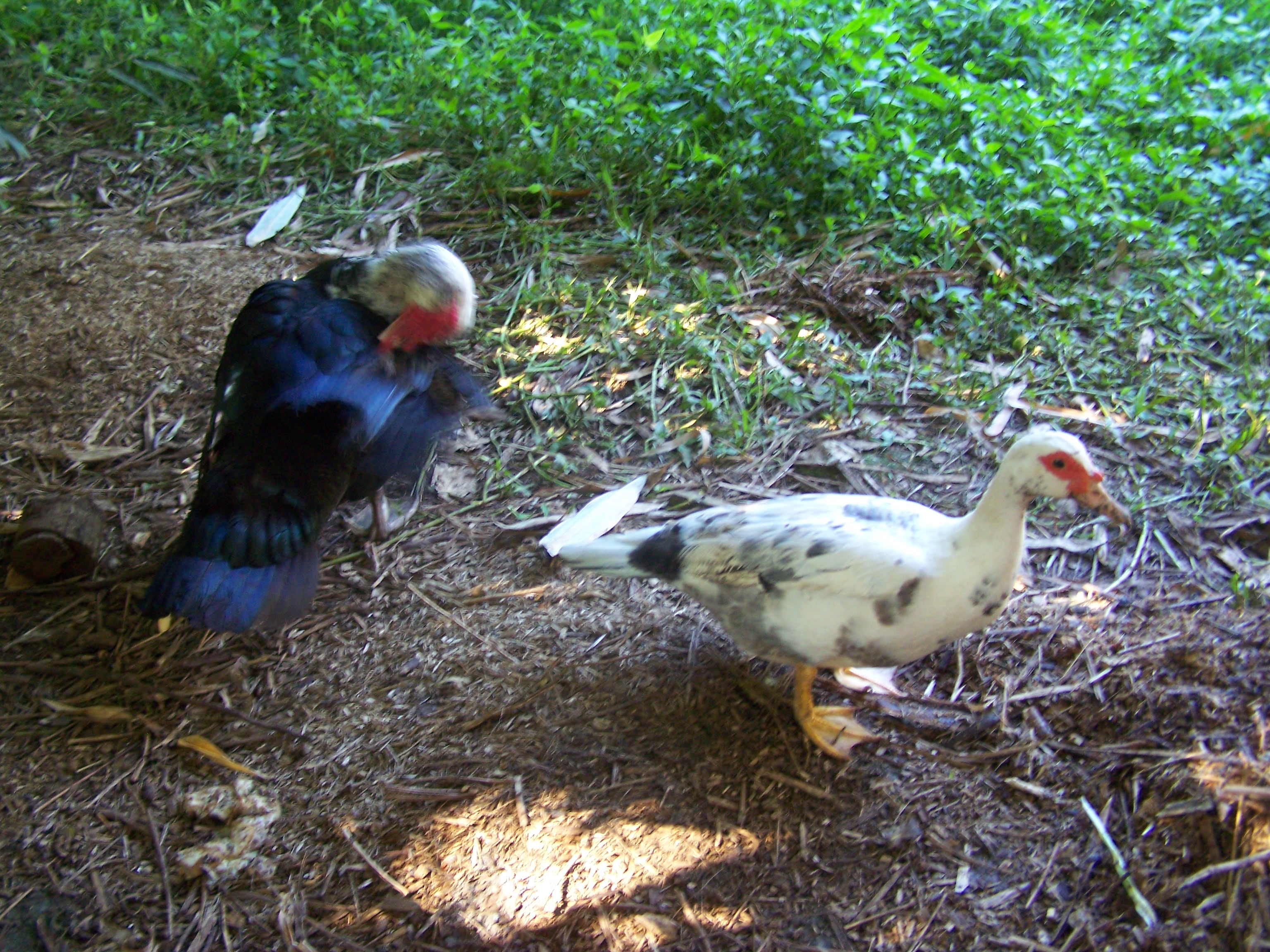 Lucy posing for her picture while Ricky takes a moment to preen.