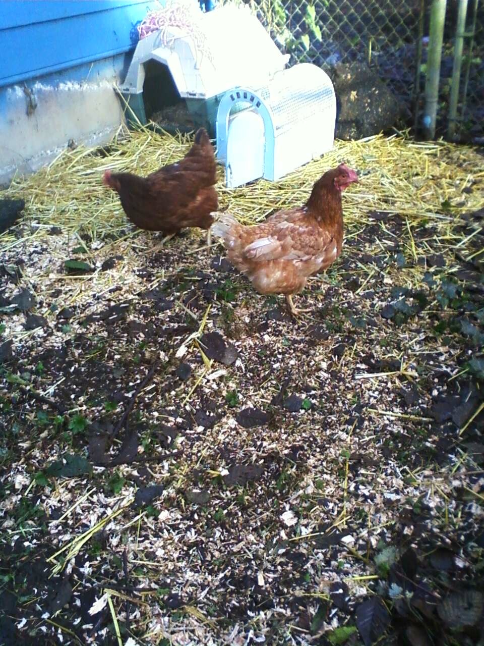 Lucy Quiche and Wilma Soufle, my two rescued hens.  Lucy is 3 and Wilma is 2.  We are building a coop for them in the Spring.  They like the dog house for now they cuddle in the back at  night and I put up a heavy piece of plywood in front of the door and a very large rock in front of it so they are safe at night.  They seem happy and love to make dust baths against the house.  I thought they were trying to make a nest and their previous owner said that they were  having a dust bath and that meant they were happy.  They are so sweet and fun to watch.
