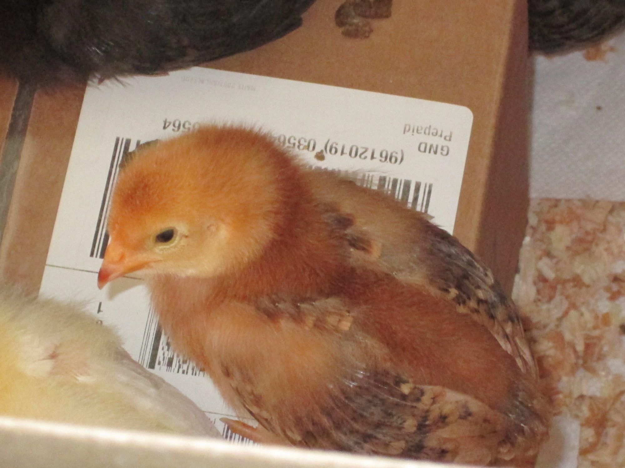 Lucy-Rhode Island Red