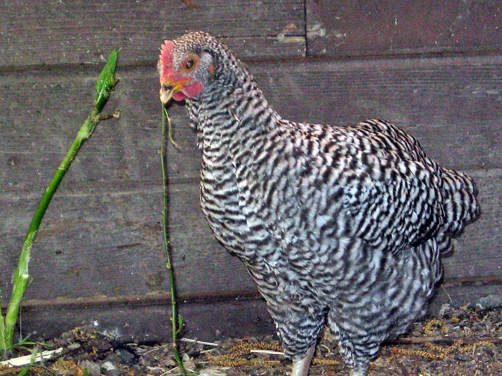 Lucy Rooster