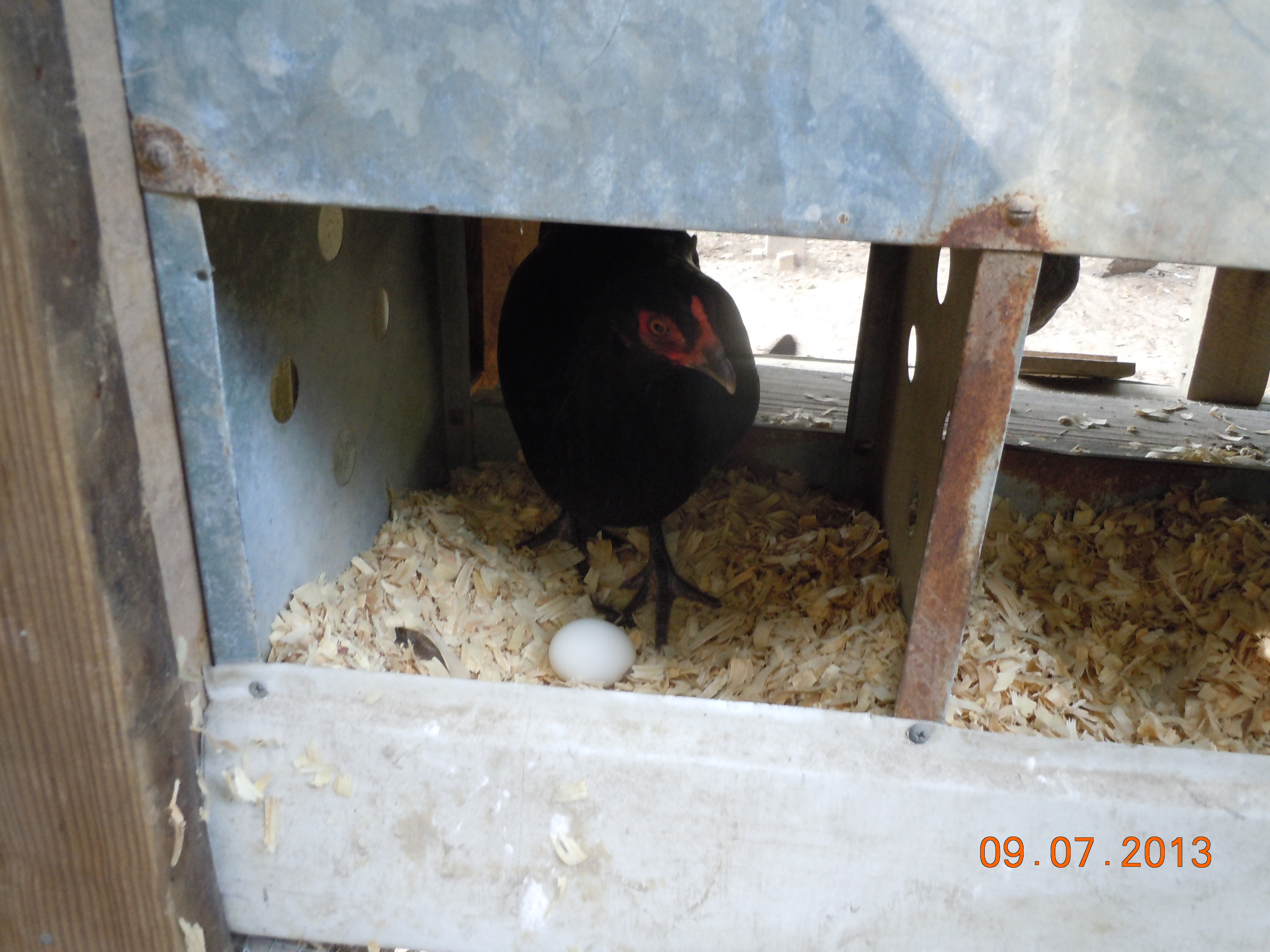 Lucy showing off her egg