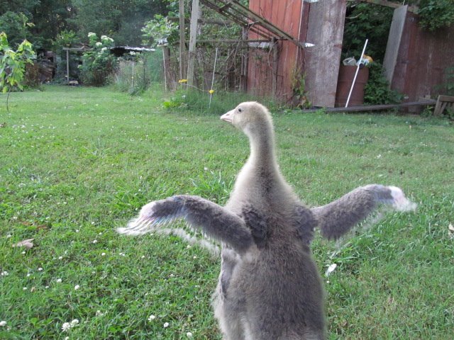 *
Lucy spreading his wings