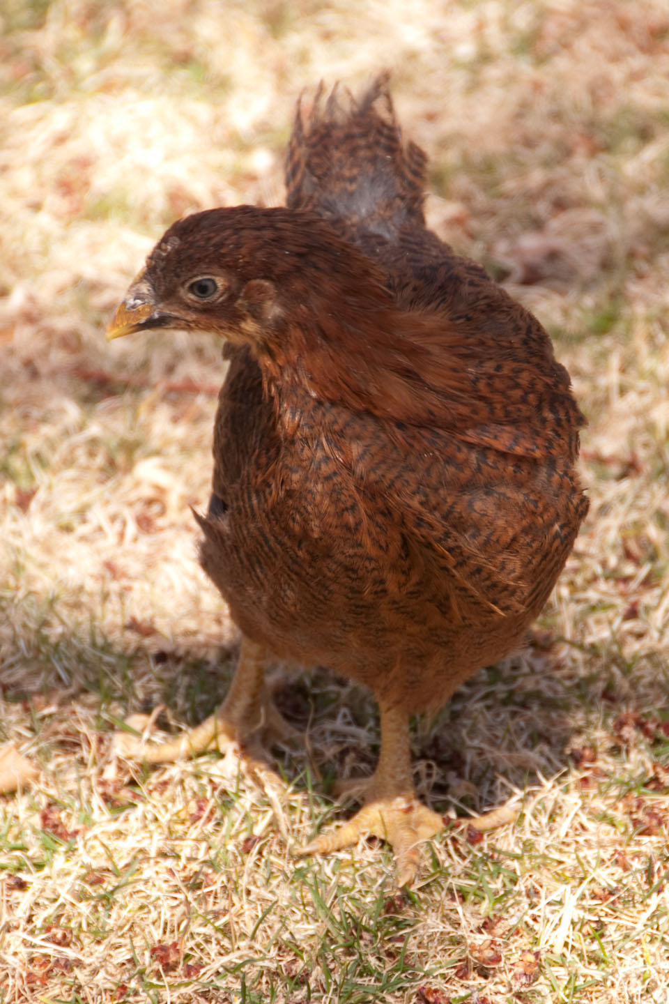 Lucy the partridge rock