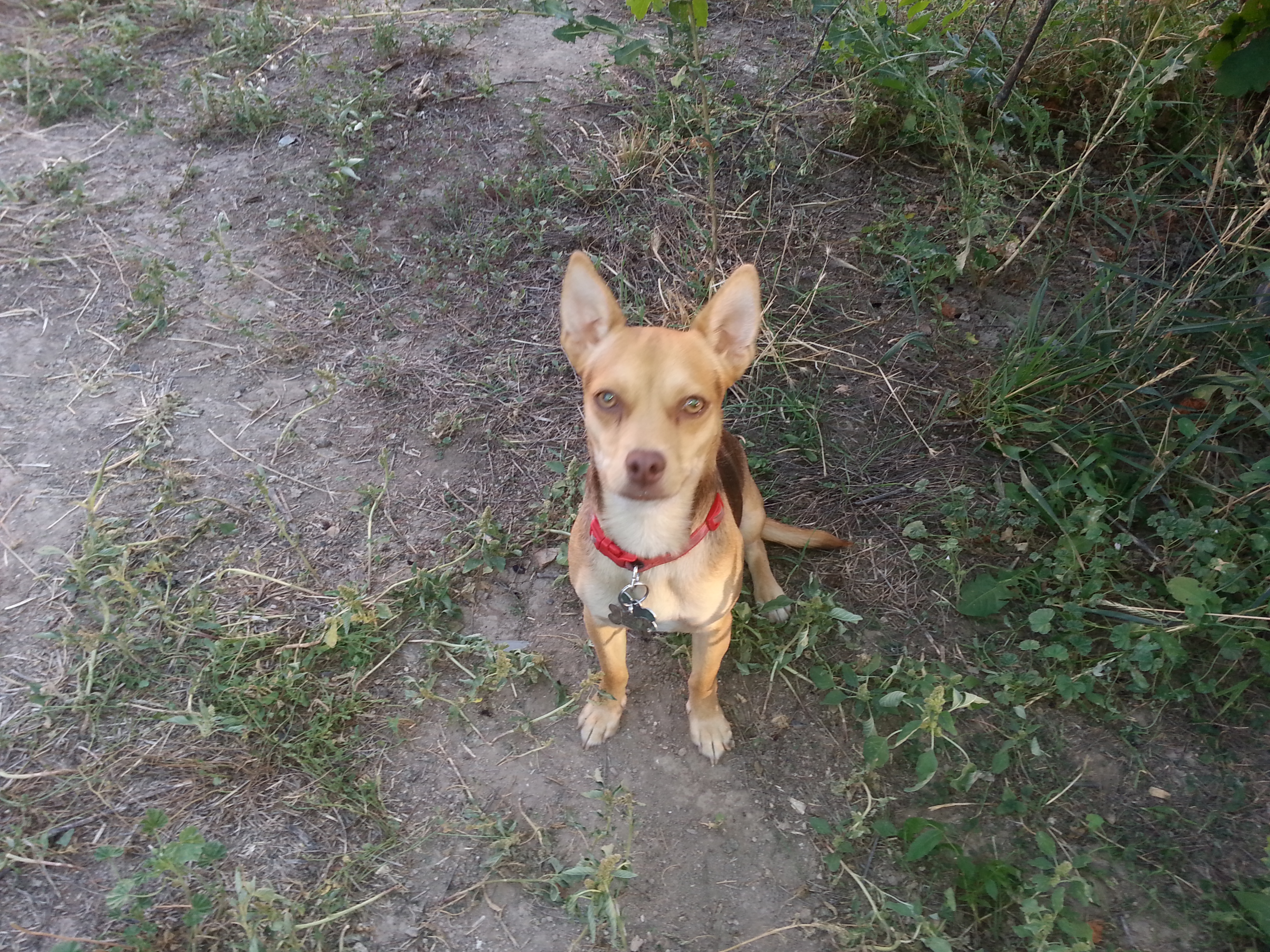 lucy the protector chihuahua and corgi/german shepard mix