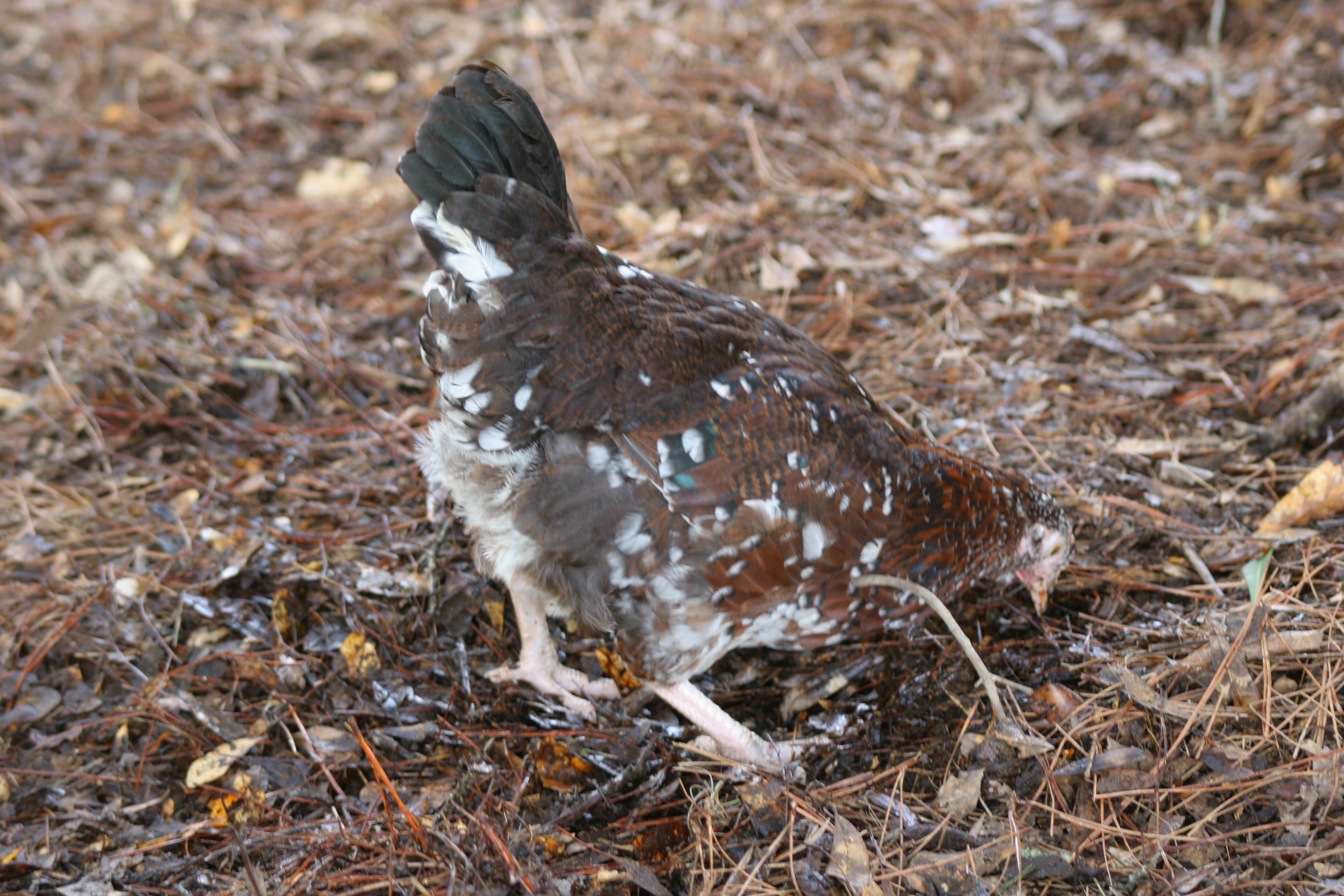 Lucy the Speckled Sussex