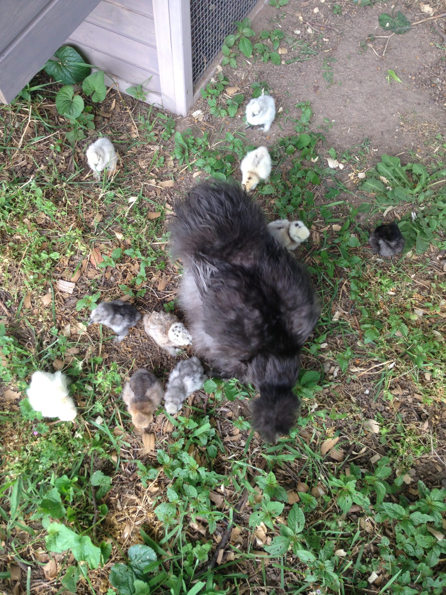 Lucy watching over her newly hatched eggs.  Not her eggs but definitely her chicks.
