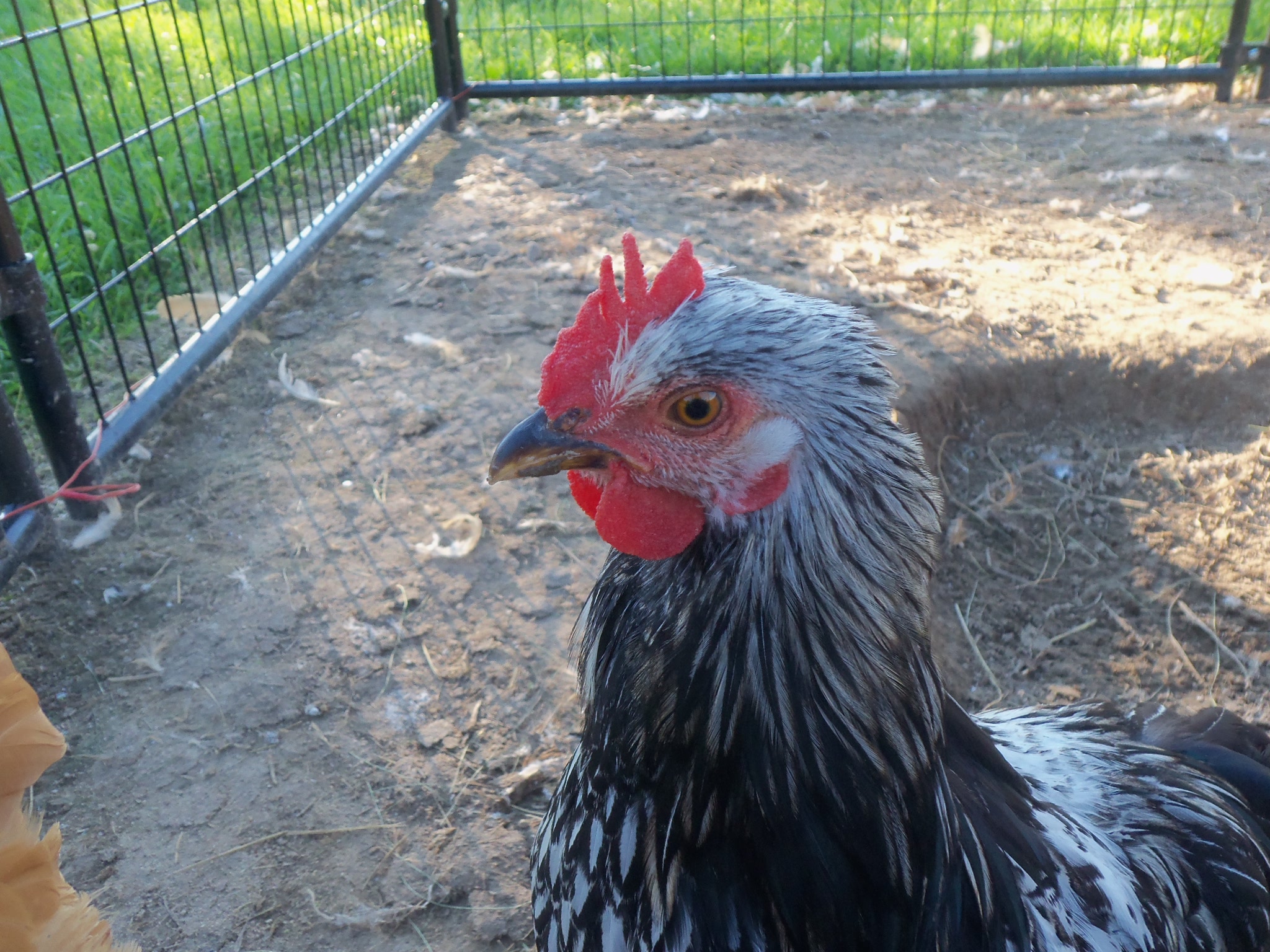 Lucy (Well, Lucifer xD) all grown up