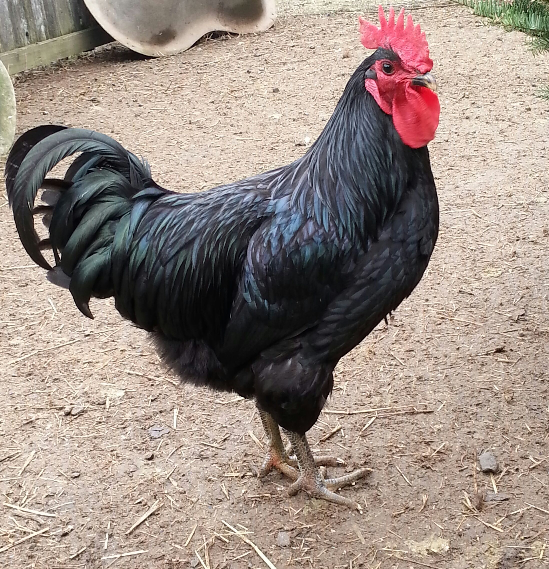 Ludo our top Roo Jersey Giant from feedstore/New Mexico hatchery