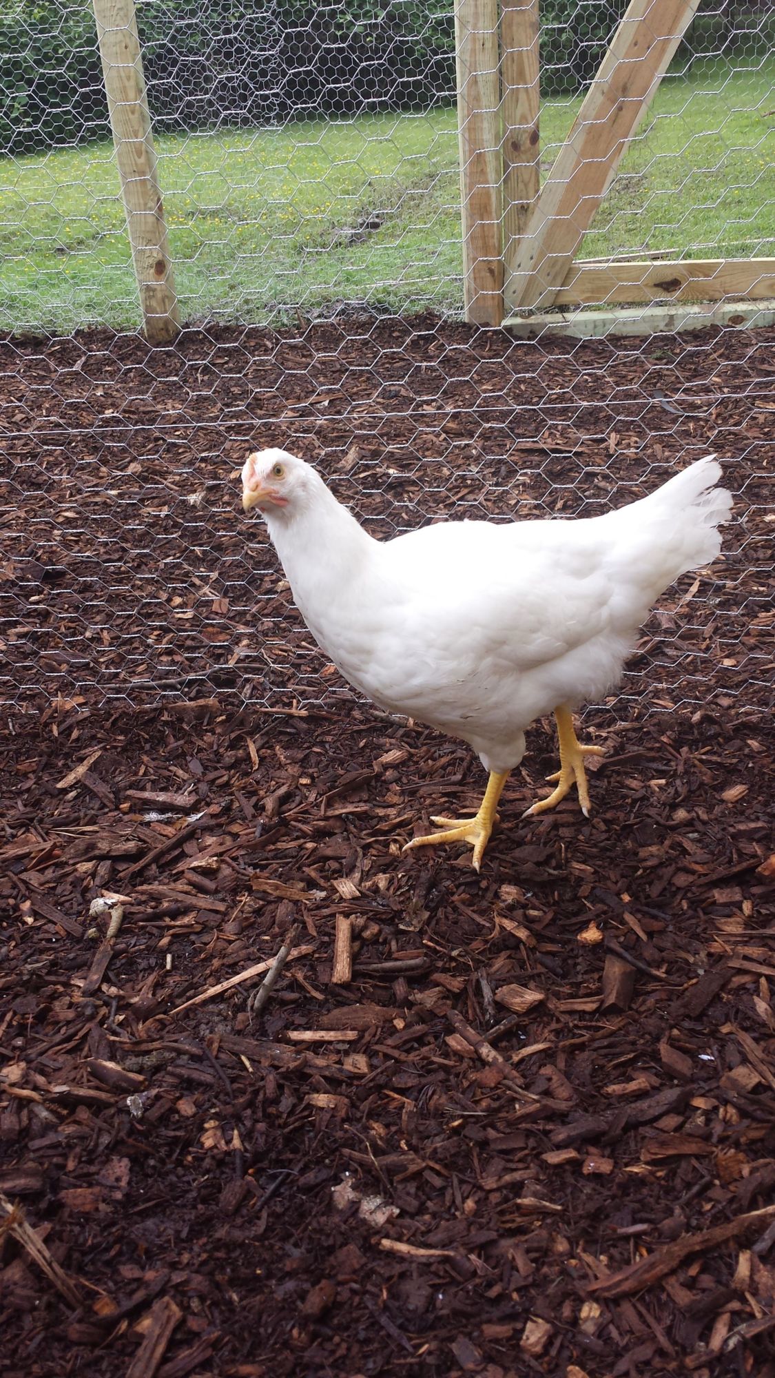 Luigi (hen)