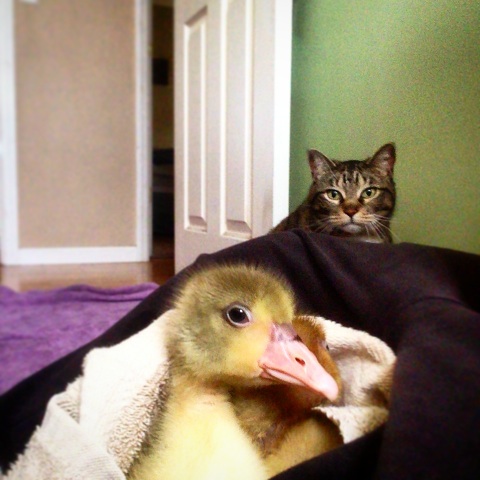 Luke scares Bonnie and Lucy