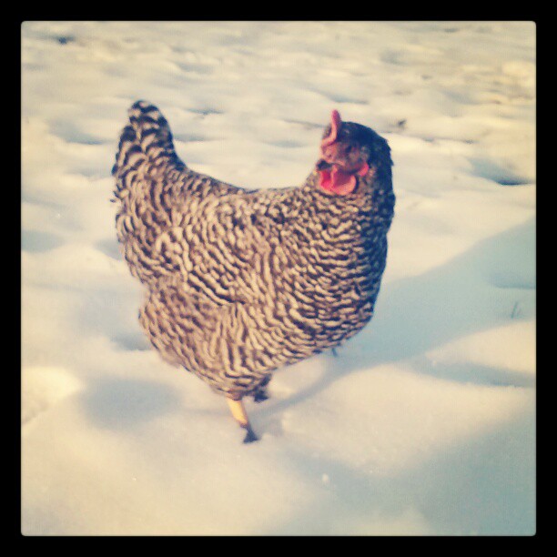 Lulu  hates the snow.... I set her in it  and boy did she have a fit. she wouldn't shut up... (r.i.p)