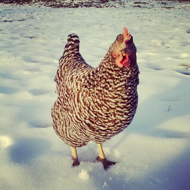 Lulu is mad at me and wouldn't shut up because i set her in the snow on purpose.  (R.I.P)