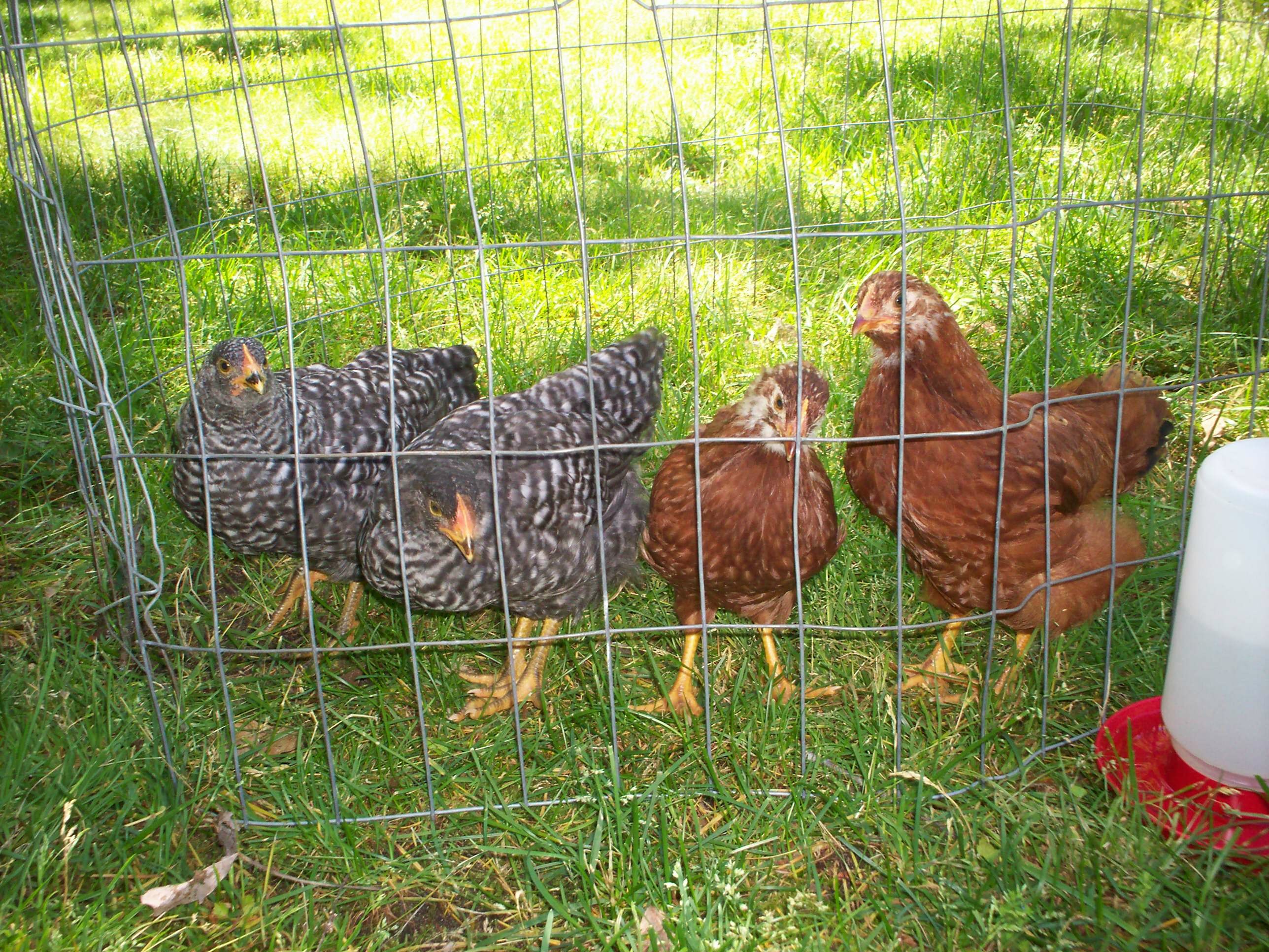 Lulu, Lucy, Mildred and Matilda on June 17, 2013- about 2 months old.