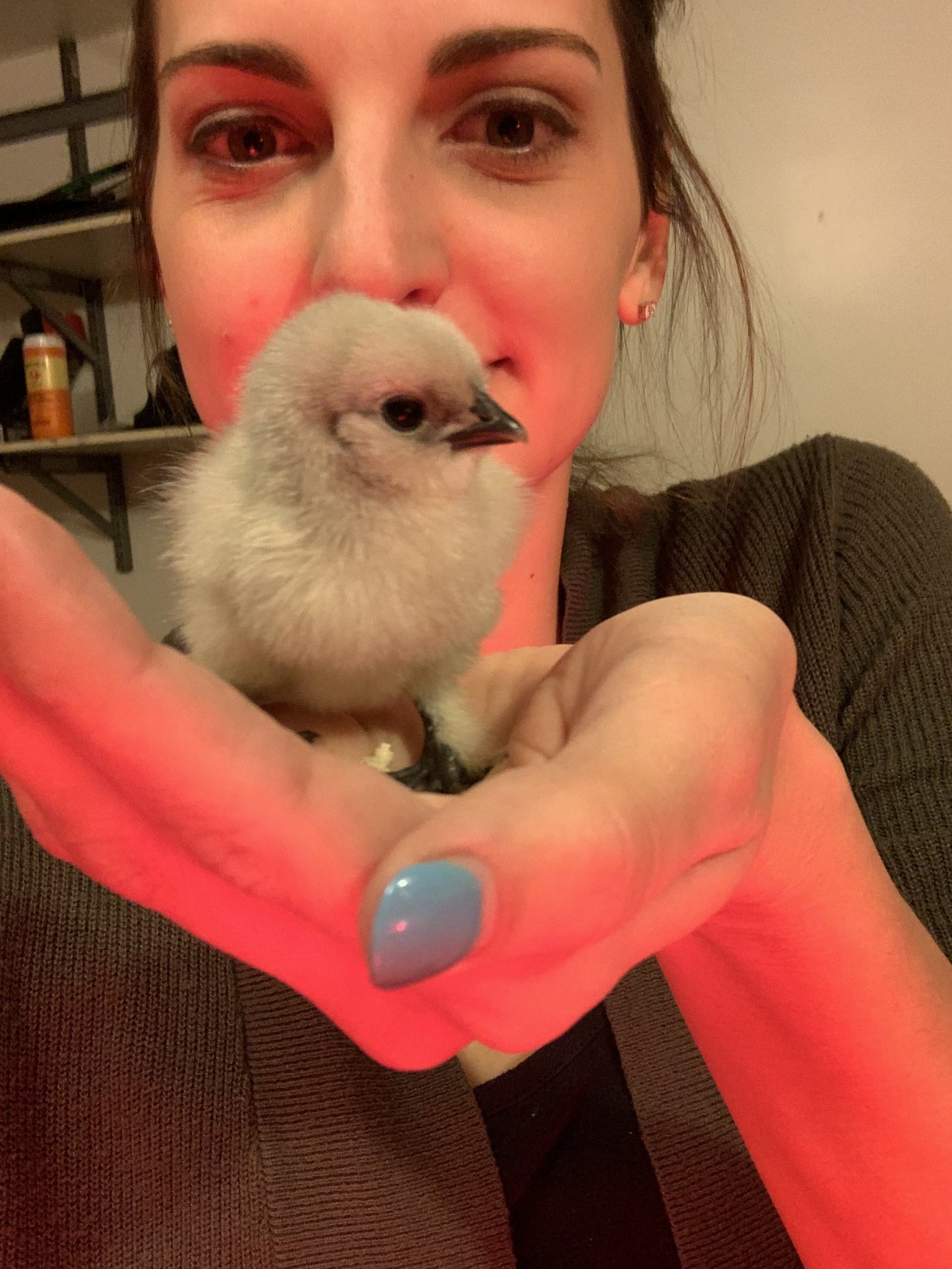 Lulu, my tiny gray silkie