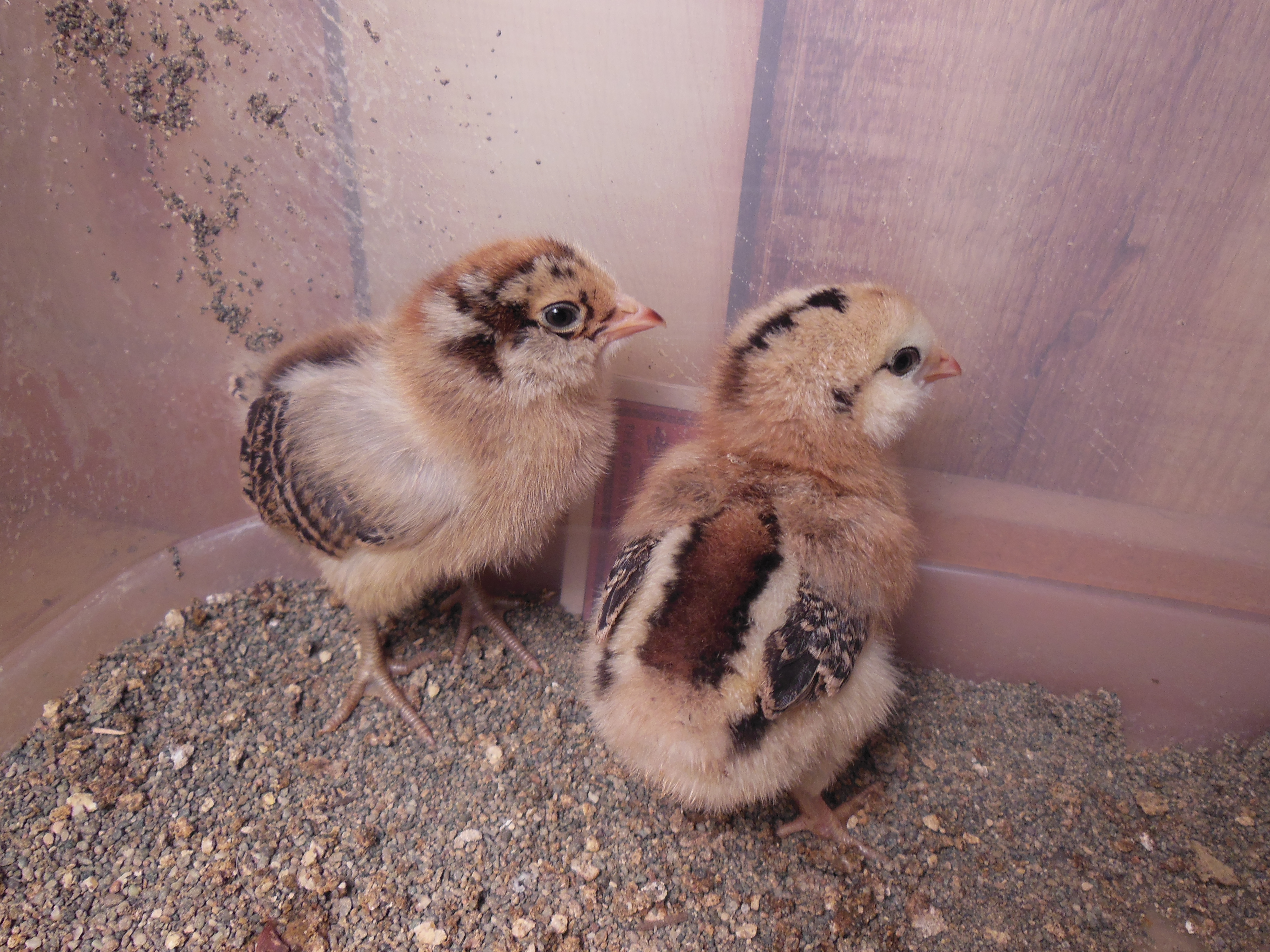 Lulu (on the left), 5 day old EE